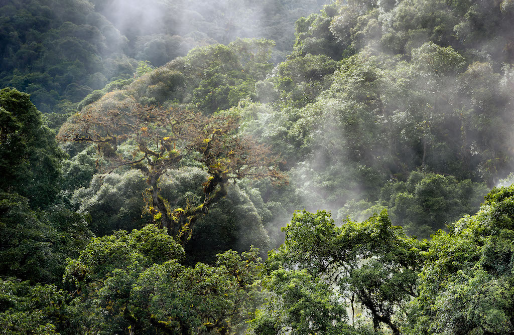Morning mist in the Atlantic Rainforest, Tapiraí, Brazil.