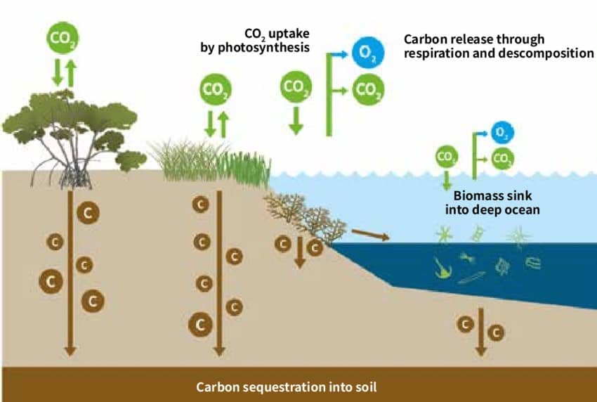 mavi karbon ekosistemi