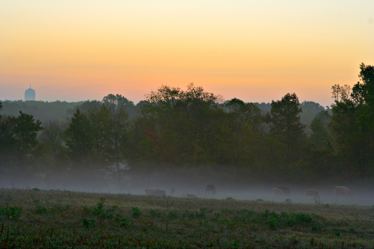 Een veld bij zonsopgang in Durham, NC