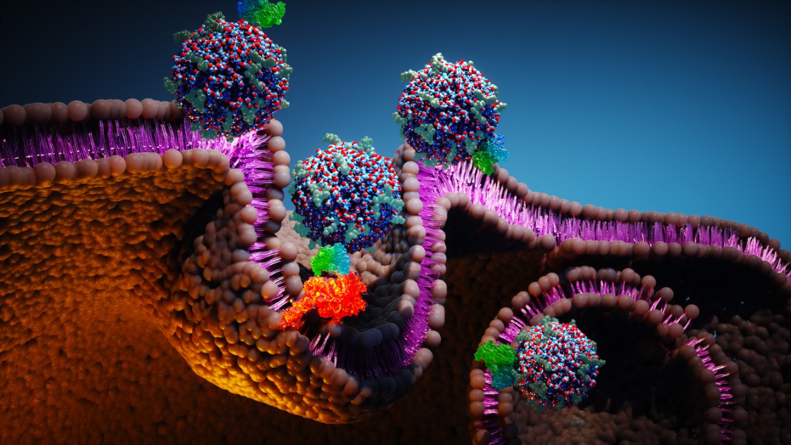 HER2 표적 항체 단편(진한 파란색 및 녹색)과 암 살해 약물(청록색)로 적응된 C' 도트 나노입자의 개념 설명, HER2 수용체(주황색)를 통해 종양 세포에 진입