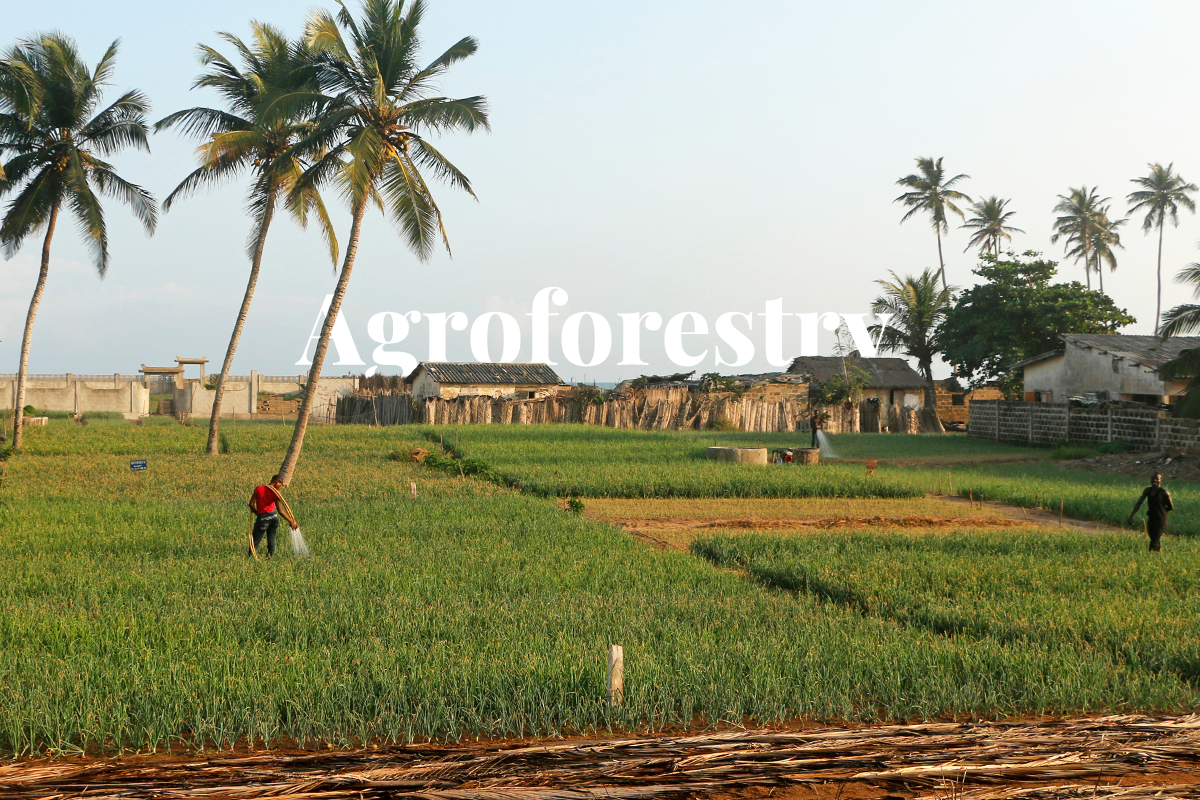 Benins Agroforestry Efforts to Combat Deforestation_visual 1