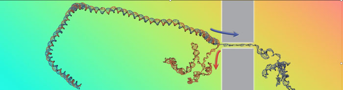 traslocazione del DNA attraverso i nanopori