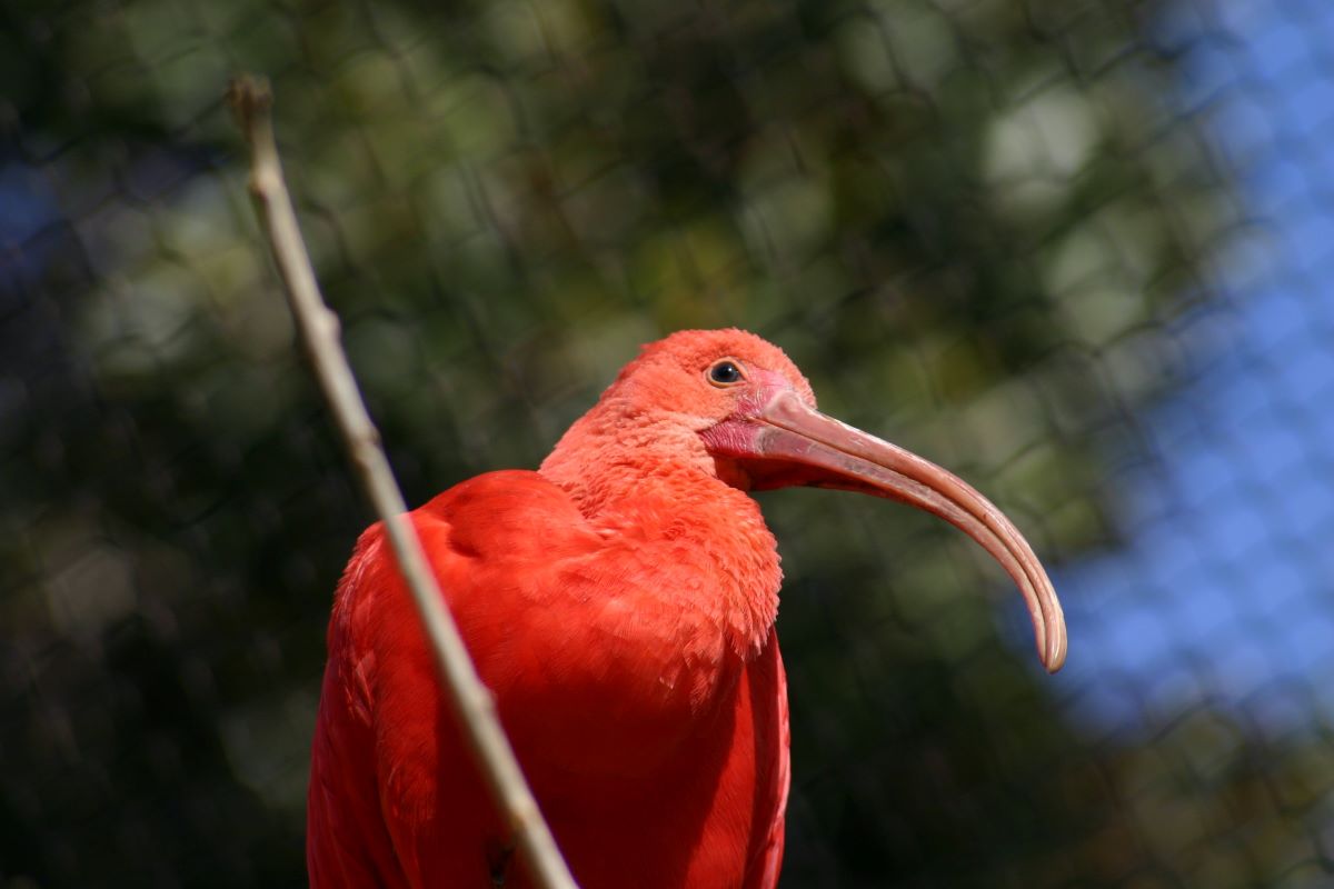 con chim màu đỏ ở sở thú santa ana