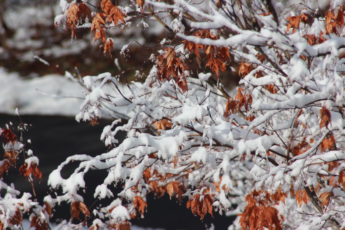 ağaç dallarında kar
