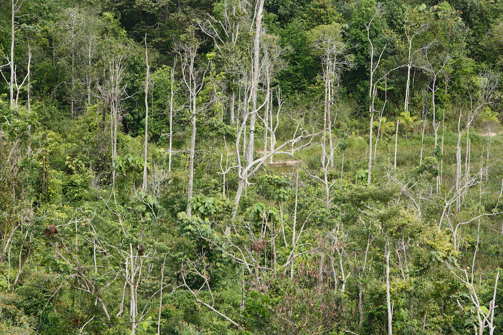 إعادة نمو الغابات المطيرة الثانوية في سامبوجا ، شرق كاليمانتان ، بورنيو ، إندونيسيا.