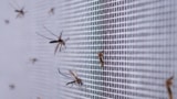 老化した蚊の特定