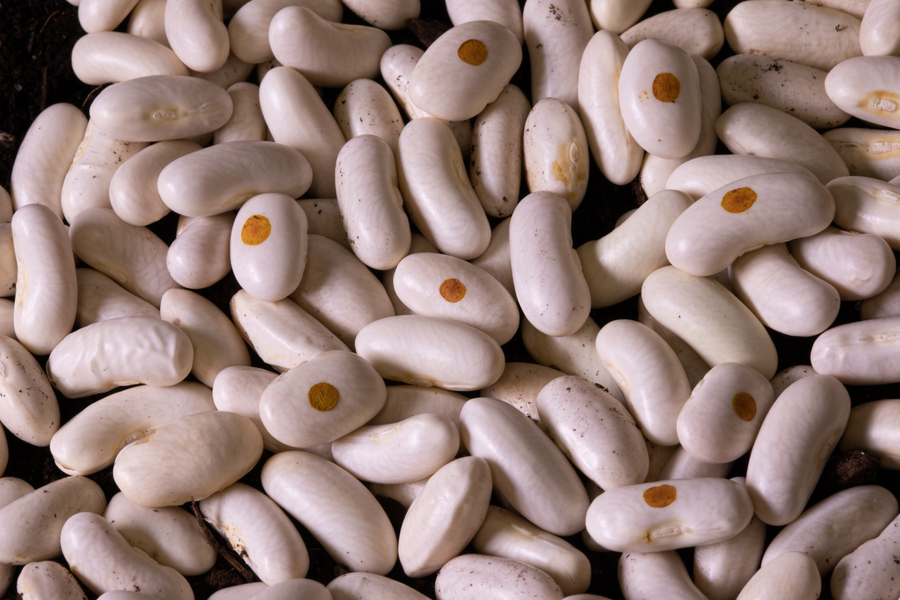 granos de semillas con etiquetas a base de seda recubiertas en ellos