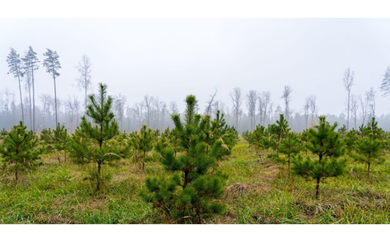 تعويضات الكربون صورة الغابة الخضراء آمنة بيئيا