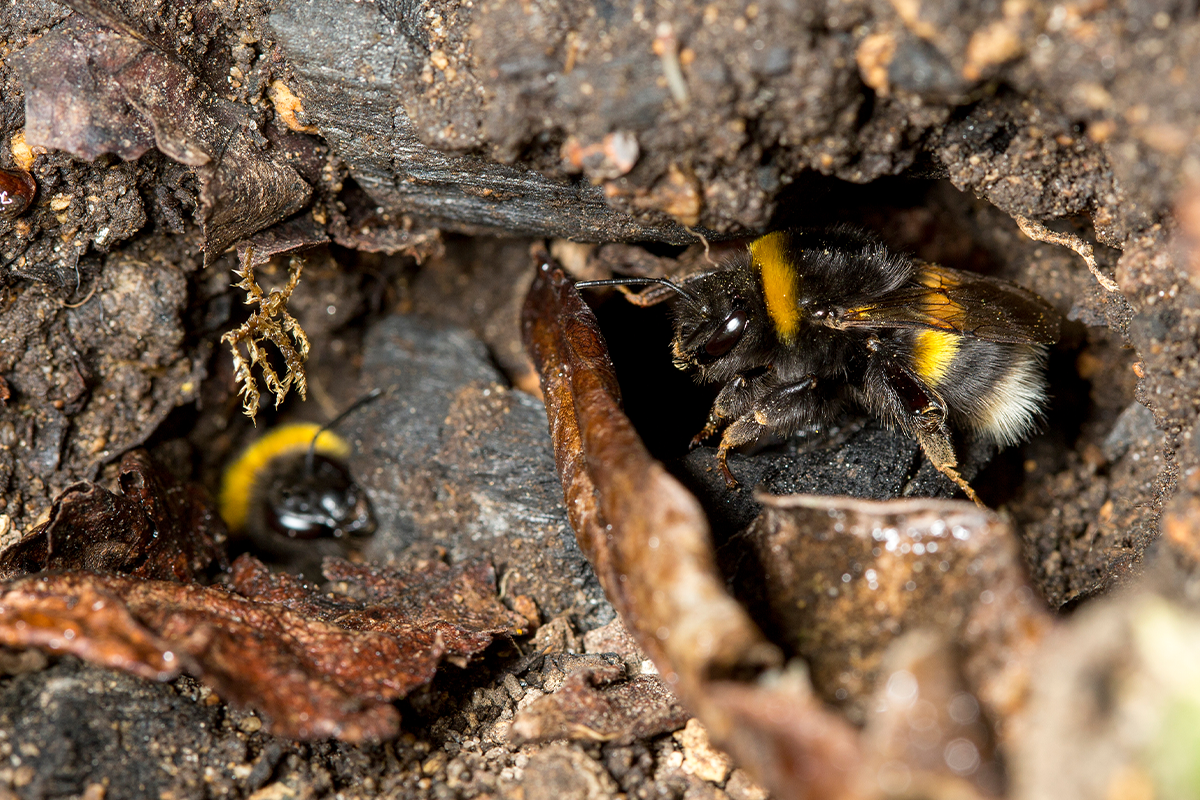 The Importance of Forests in Bumble Bee Biology and Conservation_visual 3