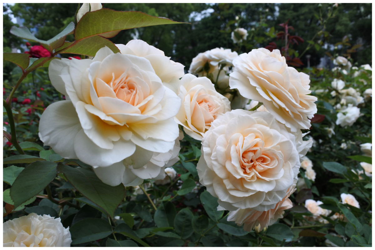 Jardim de rosas