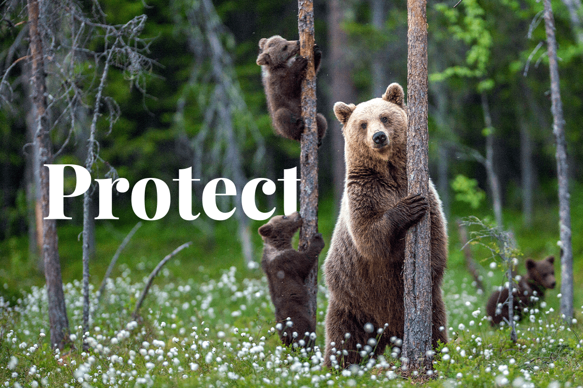 야생동물 보호를 위한 7가지 전략-중요 서식지 보호의 기둥_visual 1