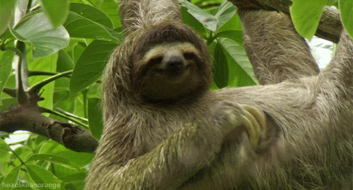 Sloth Scratching GIF - GIPHY에서 공유하기