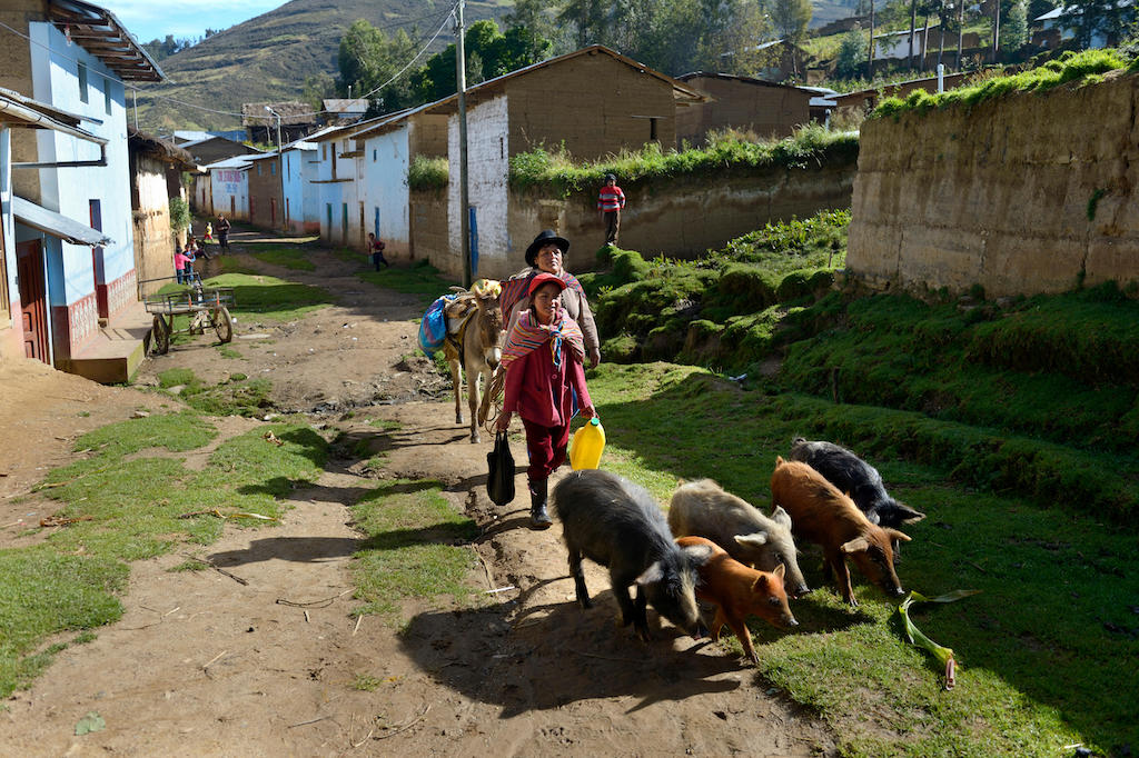 Two women driving pigs along a street of a small town in Peru. 
