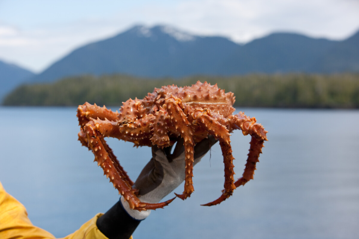 En Alaska King Crab