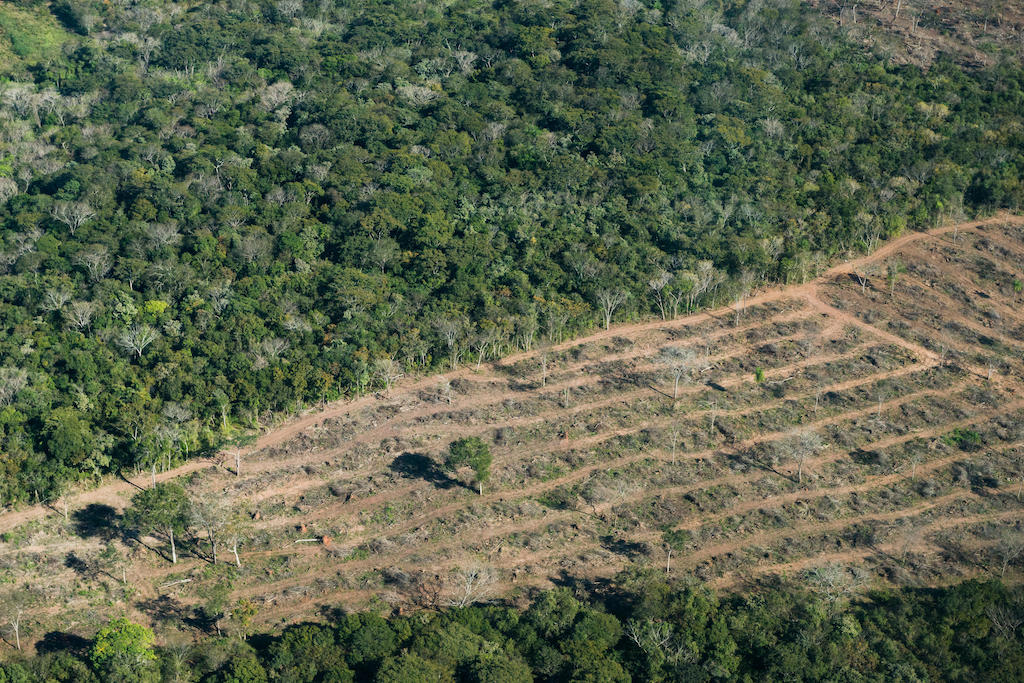 إزالة الغابات في ولاية ماتو جروسو دو سول ، البرازيل.