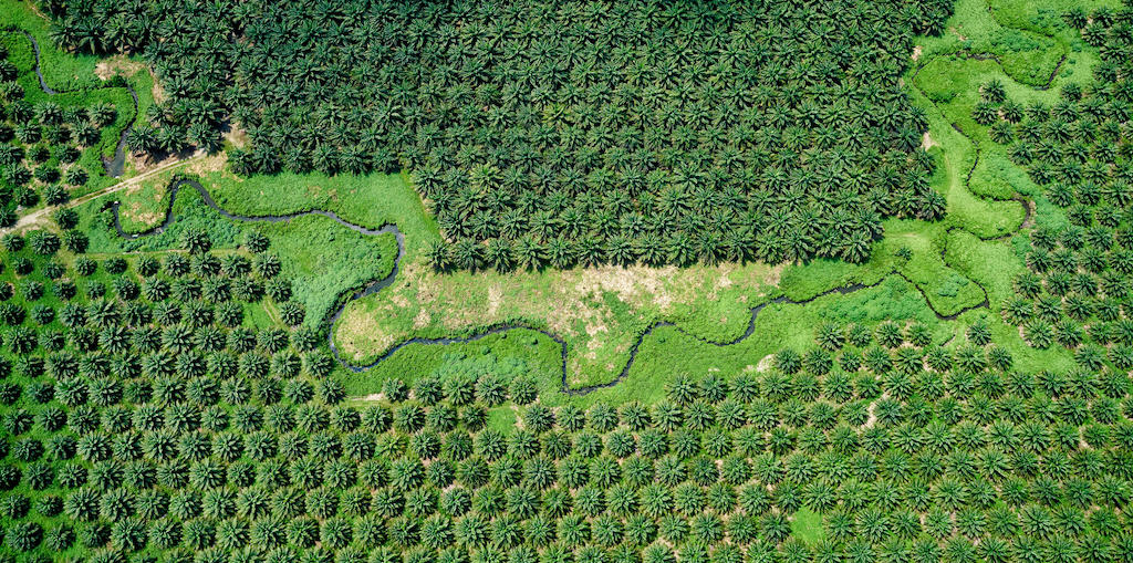 Luchtfoto van palmolieplantage op de Salomonseilanden.
