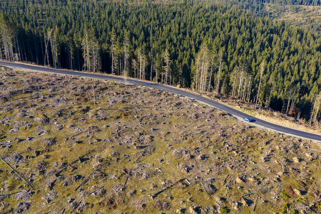 لقطة بطائرة بدون طيار لغابة مقطوعة الأشجار في رومانيا. سيسري القانون أيضًا على إزالة الغابات والمنتجات المصدرة من الاتحاد الأوروبي.