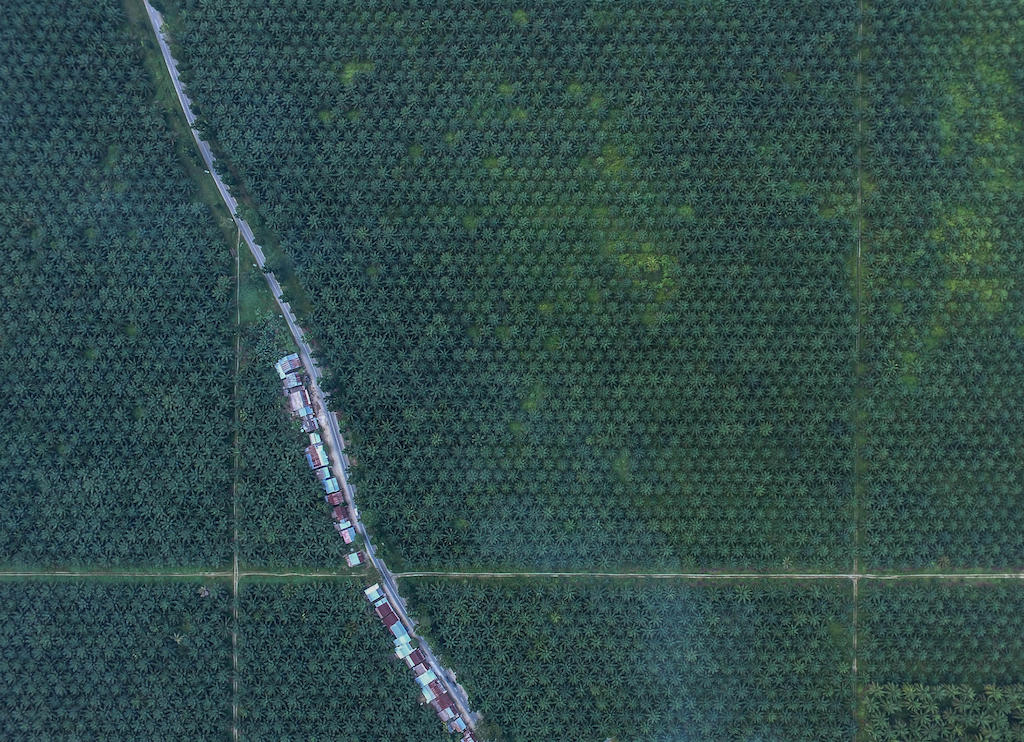 An aerial drone view of palm oil plantations in South Sulawesi, Indonesia. 