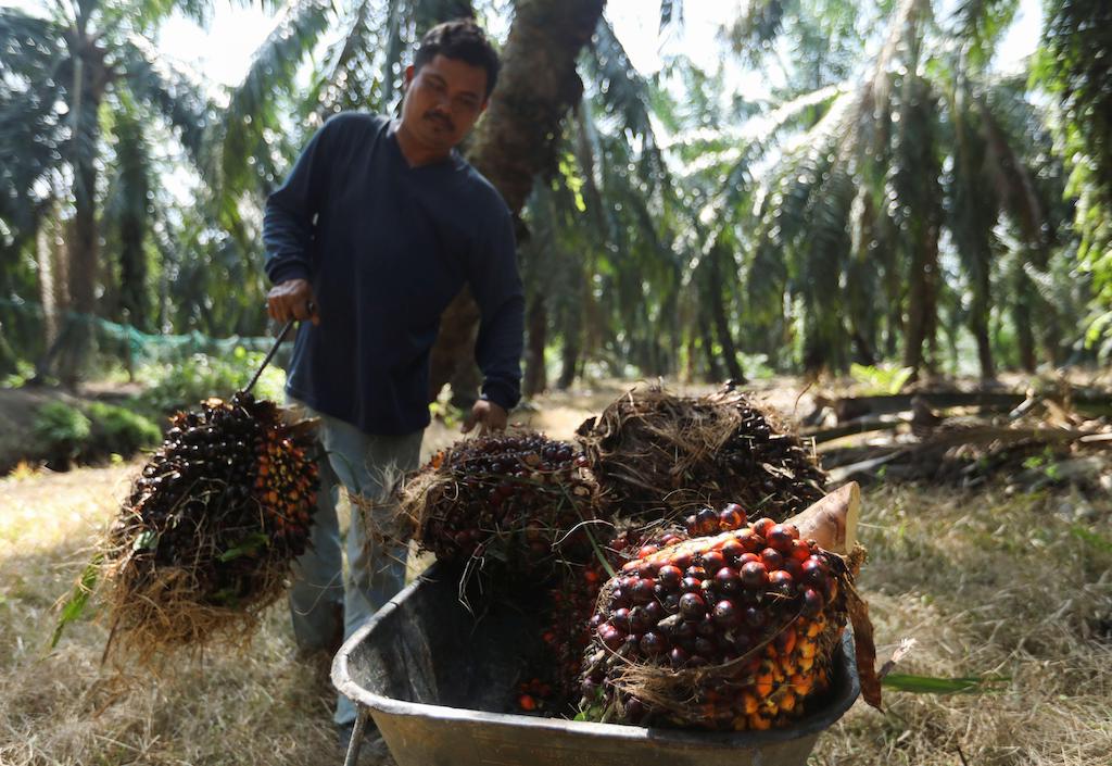 عامل يحمل باقات فواكه طازجة من نخيل الزيت في عربة يدوية أثناء الحصاد في مزرعة زيت النخيل في سيلانجور ، ماليزيا.