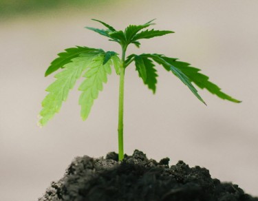 right to grow cannabis