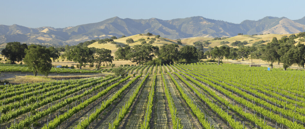 Schilderachtig uitzicht op de groene Santa Barbara Vineyard