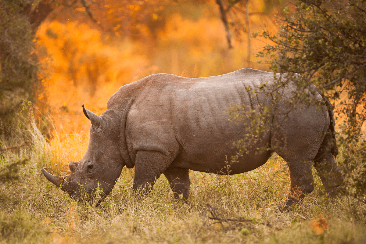 10가지 중요한 생태계 서비스_크루거 국립공원에서 풀을 뜯어먹는 코뿔소_visual 12