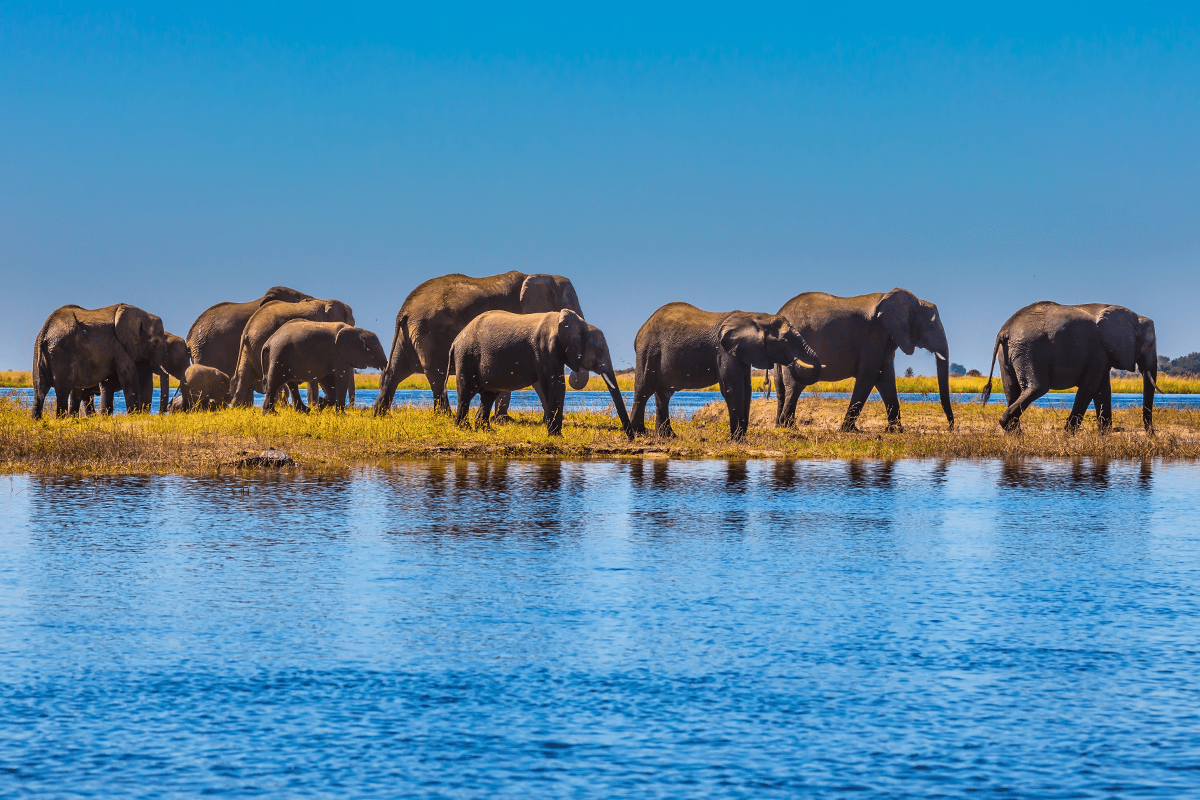 10 hayati ekosistem hizmeti_Chobe Ulusal Parkı'nda bir nehri geçen fil sürüsü_görsel 9