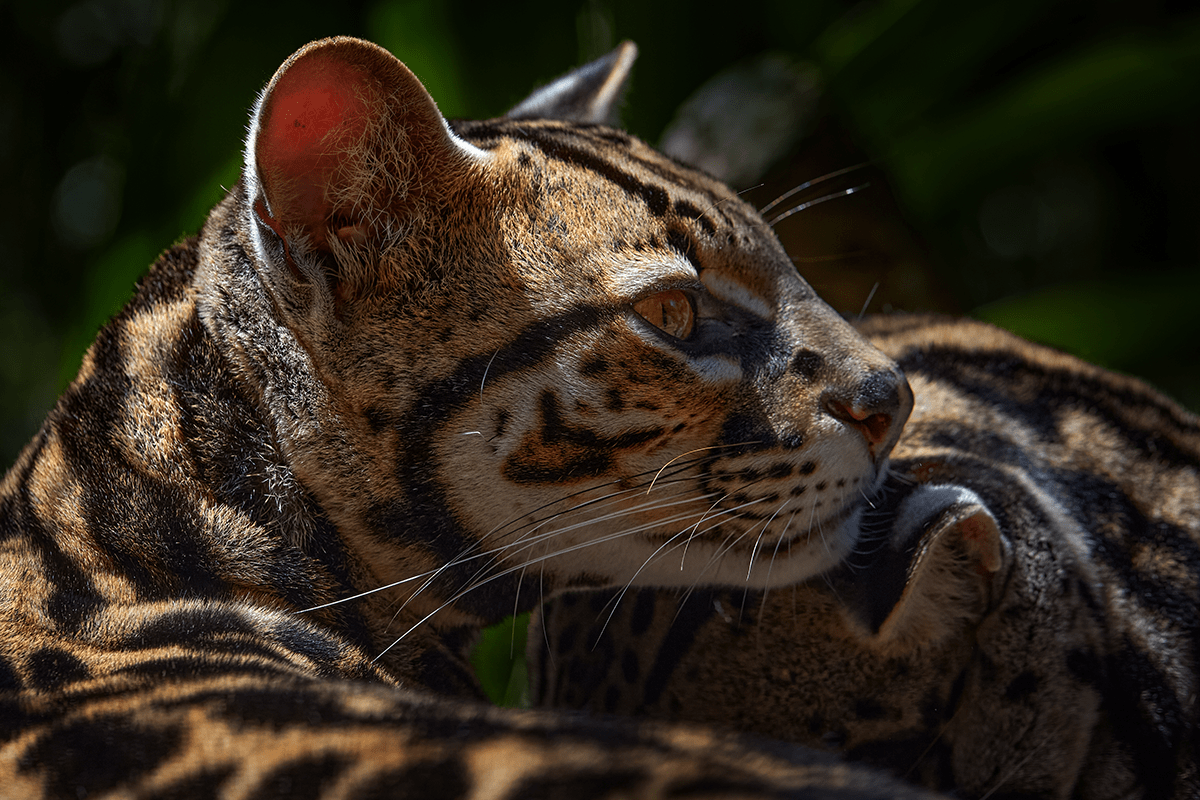 10 vitale ecosysteemdiensten_Cat margay zittend op de tak in het costa ricaanse tropische woud_visual 10