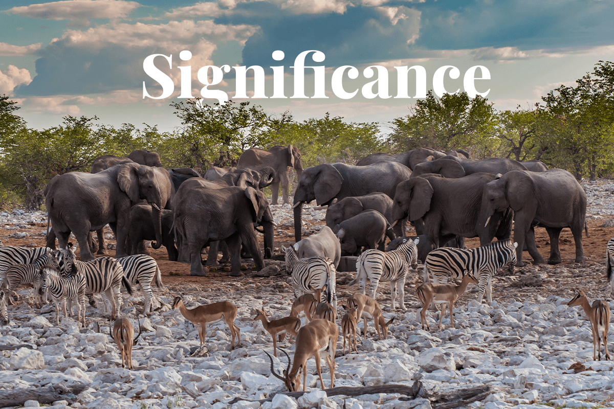 10 vitale ecosysteemdiensten_wilde dieren verzamelen zich rond een drinkplaats in Etosha National Park_visual 1