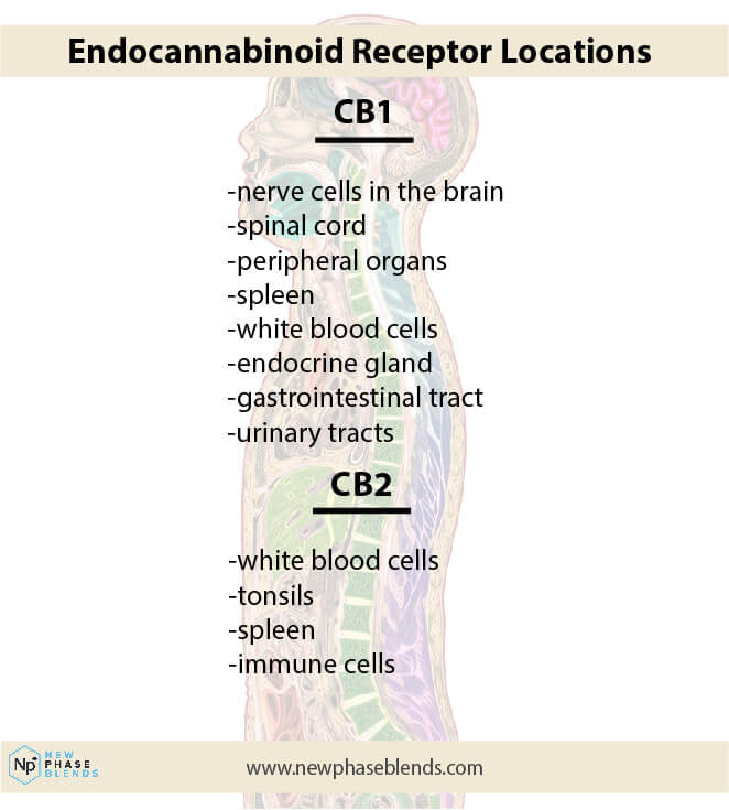 Receptores del sistema endocannabinoide