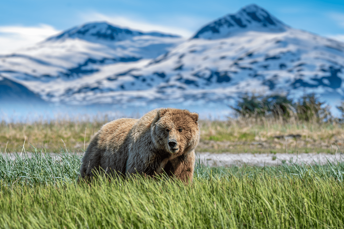 avskogning i USA_Grizzlybjörn i Lake Clark National Park och Preserve i Alaska_visual 4