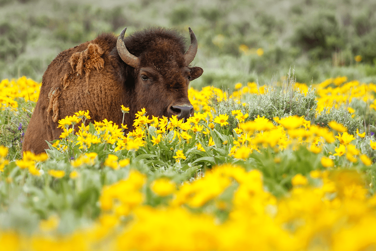 avskogning i USA_bison som ligger på fältet med blommor i Yellowstone National Park_visual 5
