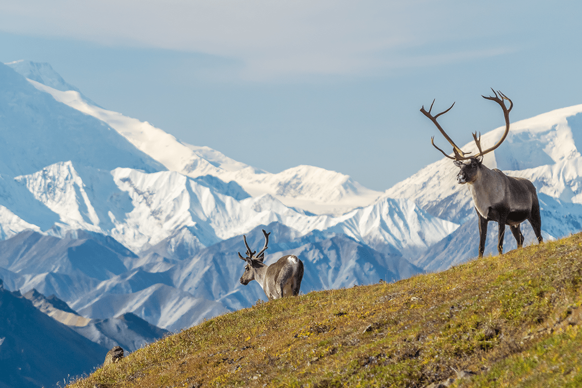 avskogning i USA_par caribou framför berget Denali i Alaska_visual 7