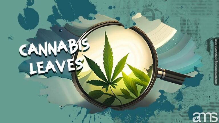 Everything You Need to Know About Cannabis Leaves