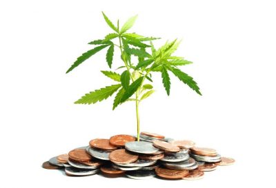 Fünf Mythen über eine staatliche Cannabisindustrie – Gewinne gehen auf Sozialprogramme zurück
