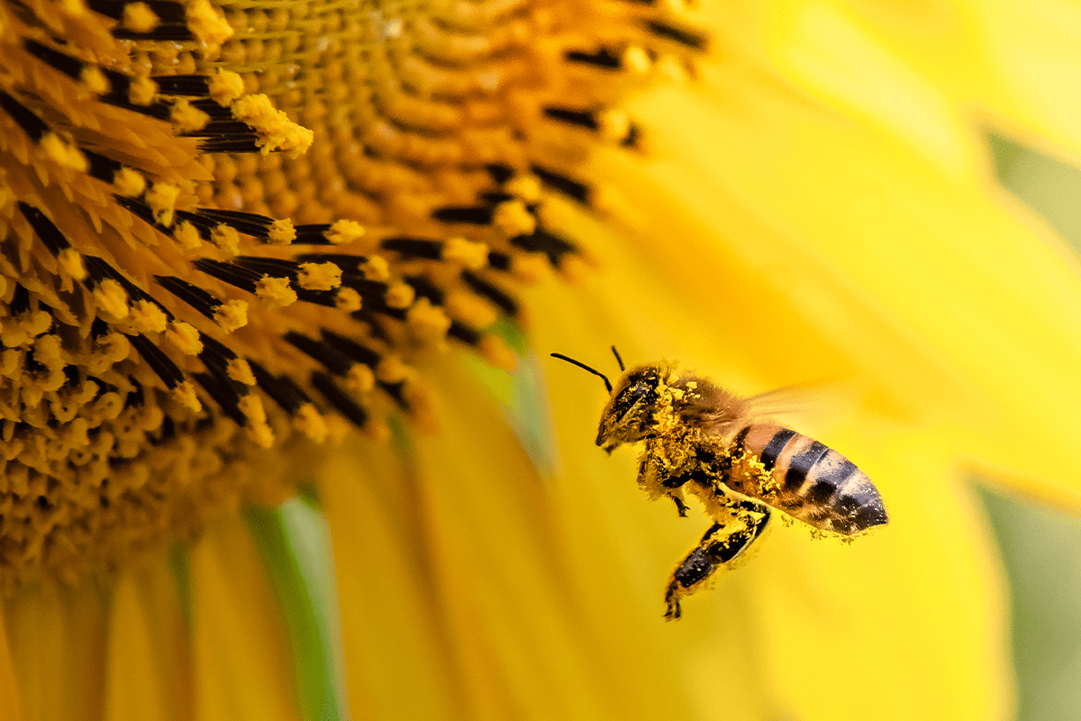 làm thế nào bạn có thể duy trì hệ sinh thái_ong mật thụ phấn cho cây hướng dương_visual 2