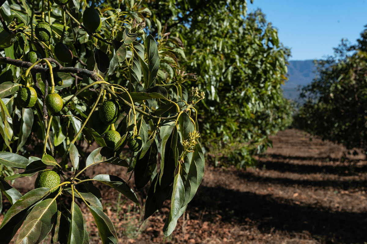 how can you maintain the ecosystems_avocado orchard_visual 3