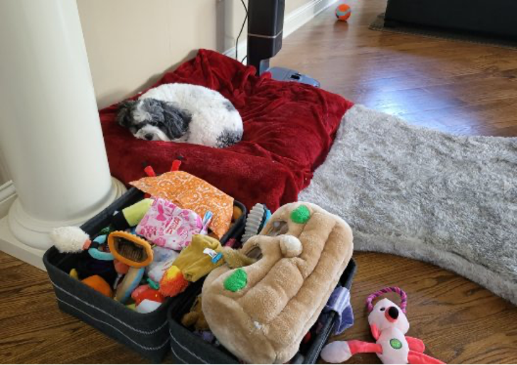 Bir köpek, oyuncaklarla dolu açık bir valizin yanında, parke zeminde kırmızı bir battaniyenin üzerinde uyuyor..