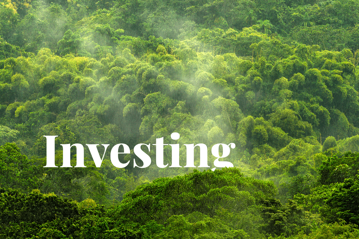 나무에 대한 투자 글로벌 기업이 숲을 보호하고 복원하는 방법_visual 1