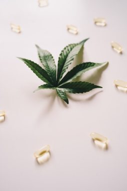CBD-Extraktion aus Cannabis