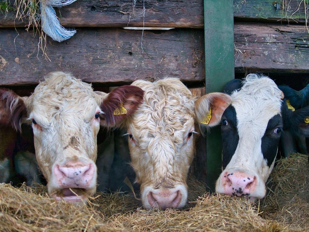 Three cows in a barn eat winter feed in Chesire, United Kingdom, on 27 January 2023. 