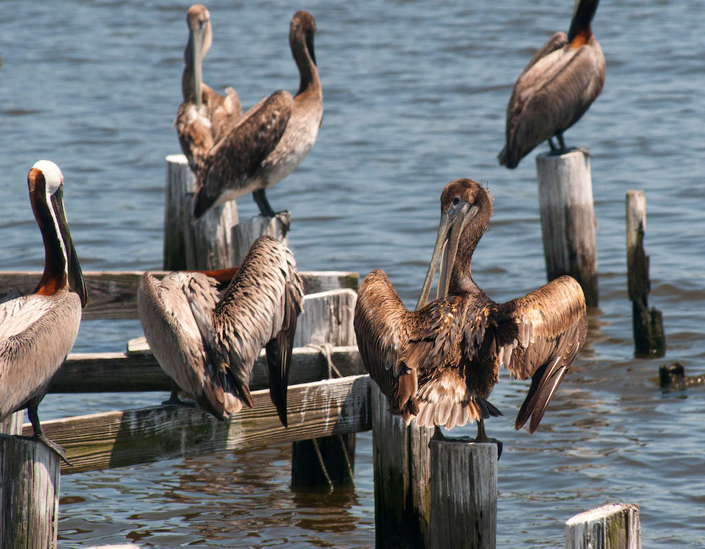 Brown pelicans, some covered with oil from the BP Deepwater Horizon oil spill, spotted in Bon Secour, Alabama.