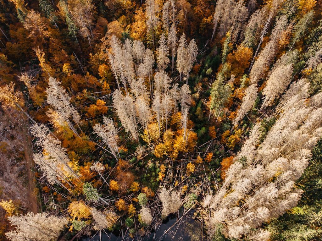 チェコ共和国の森で木々が枯れる。