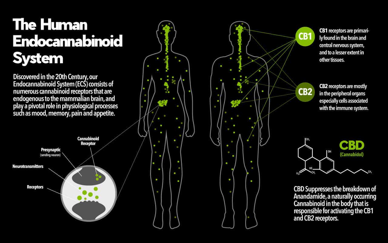 Wat is het endocannabinoïdesysteem
