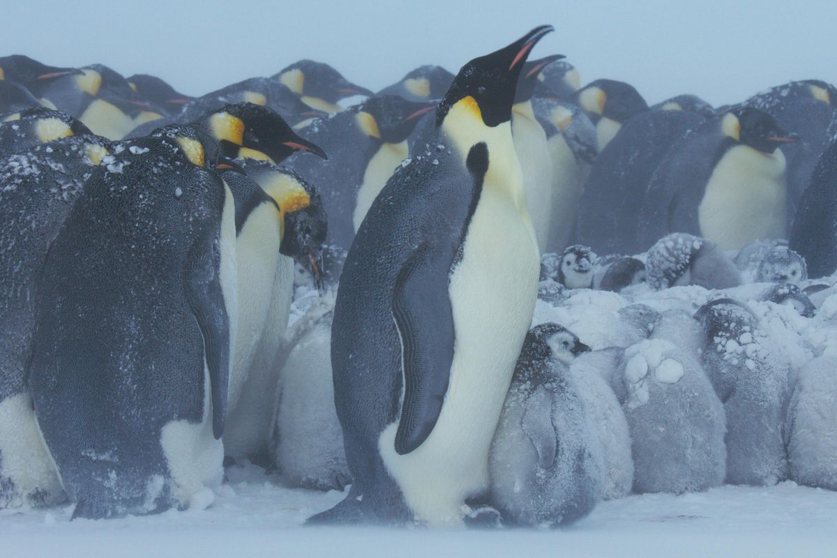 In Frozen Planet 2 zit een groep pinguïns bij elkaar