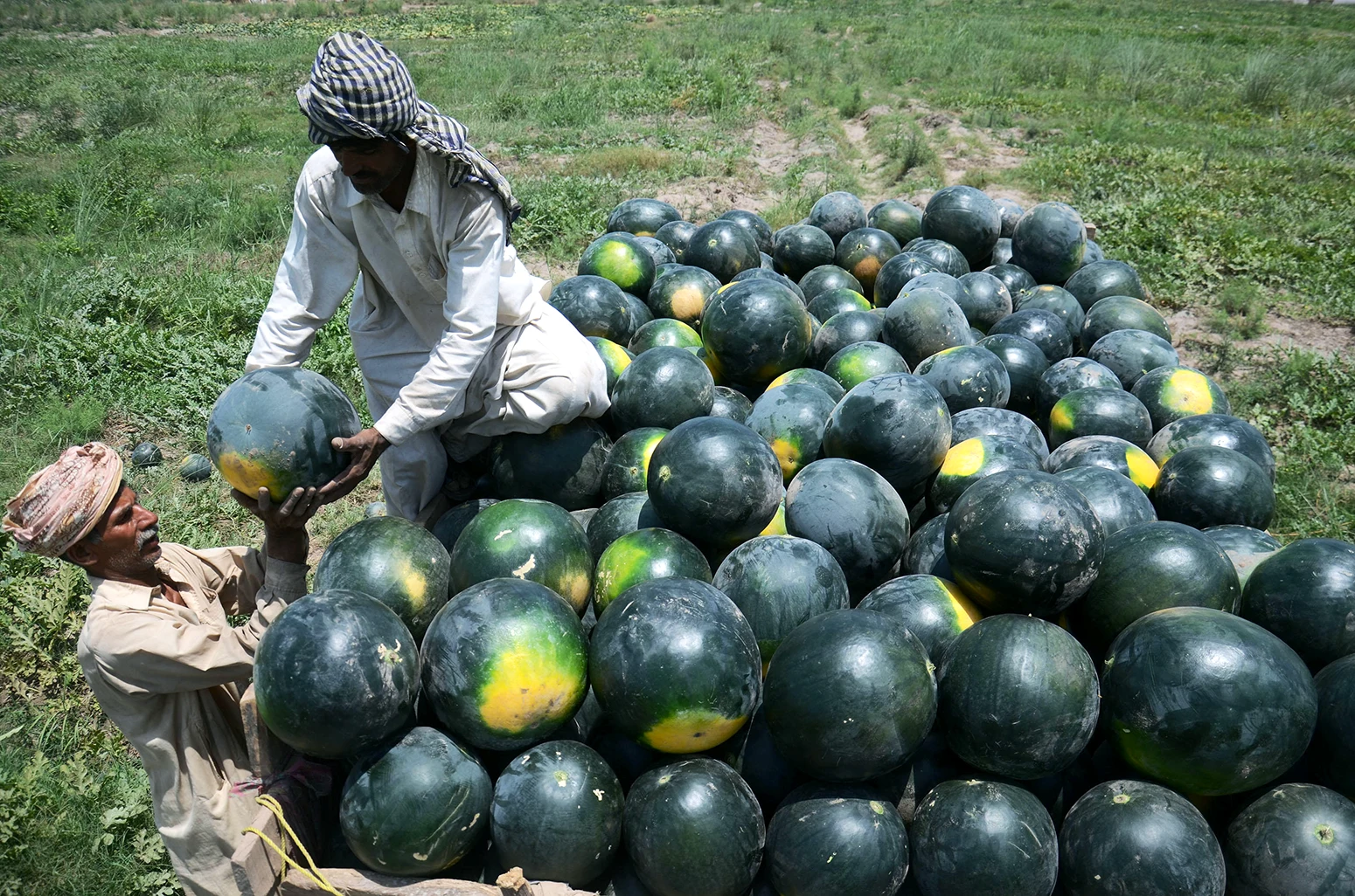 Agricultores paquistaníes ocupados cargando sandías.