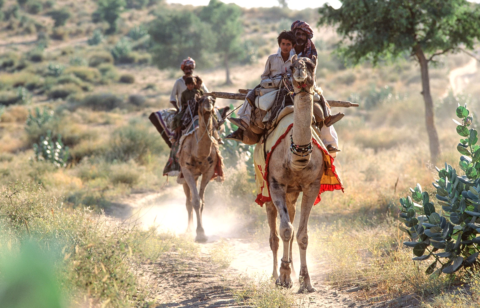 Thari-nomaden op kameelrug. Thar-woestijn, Pakistan.