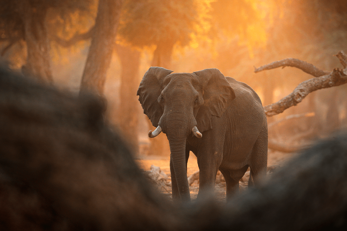 causas de la deforestación_elefante en un bosque en el Parque Nacional Mana Pools en África_visual 3
