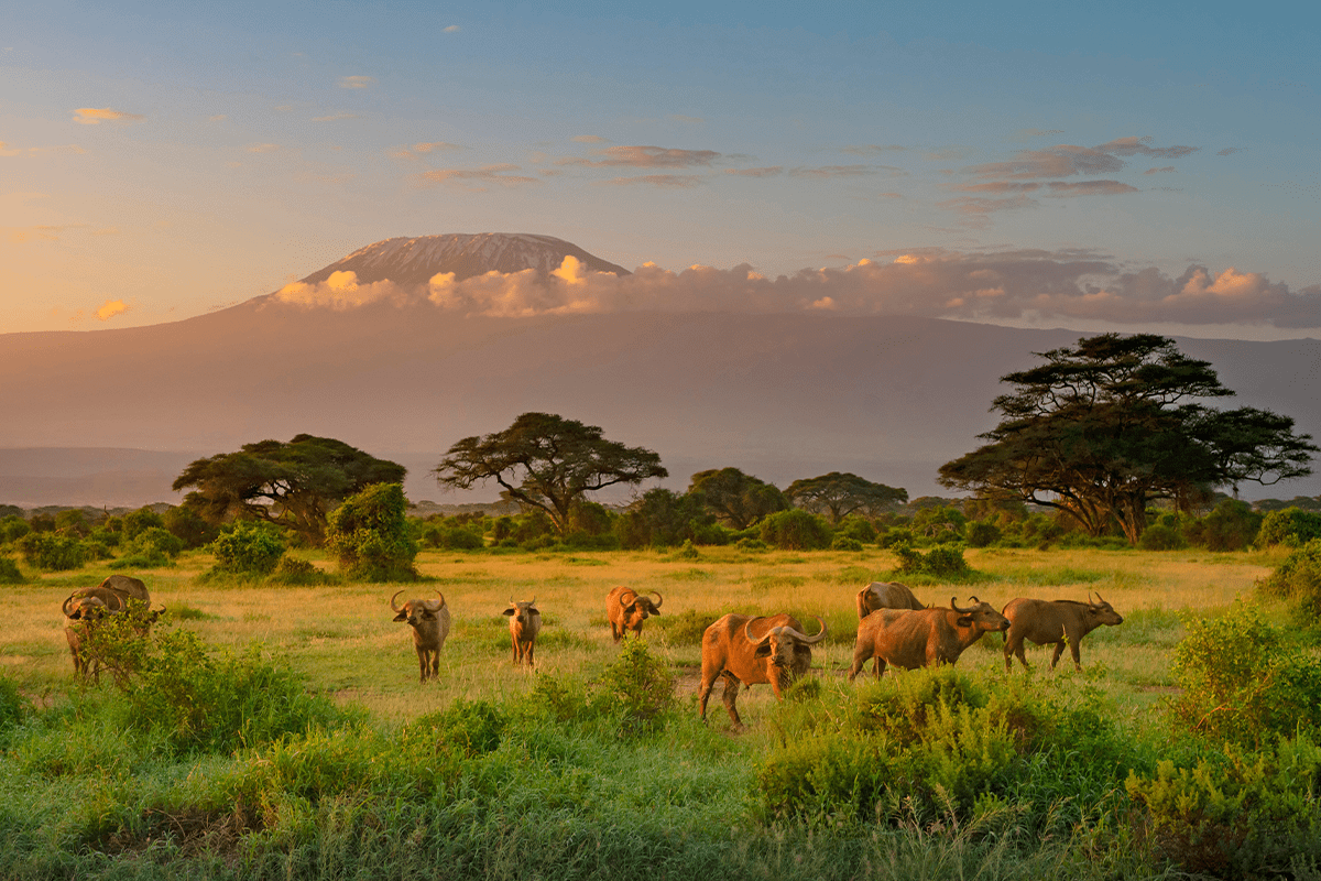 causas de la deforestación_animales salvajes en el Parque Nacional Amboseli en Kenia_visual 6