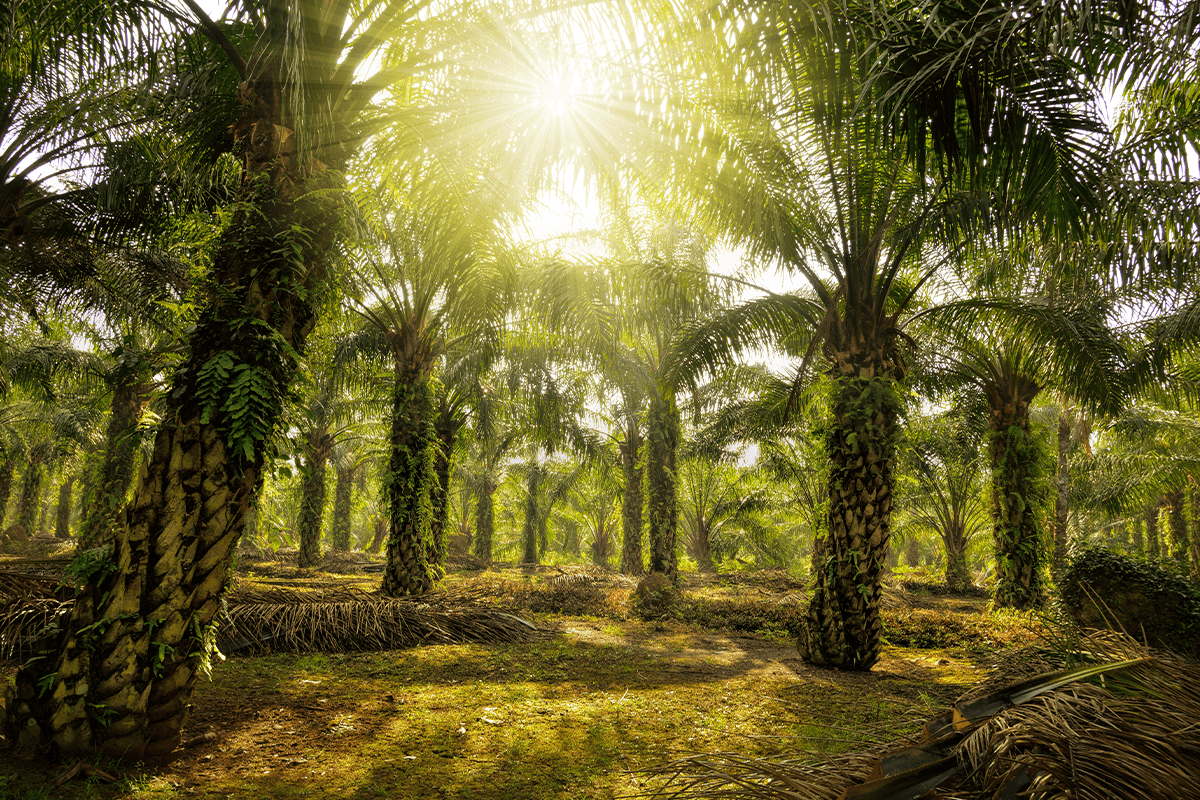 causes of deforestation_ oil palm tree plantation_visual 7